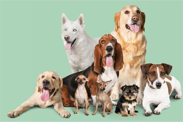 Group of dogs on white background