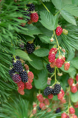 Rubus fruticosus big and tasty garden blackberries, black ripened and red ripening fruits berries on branches