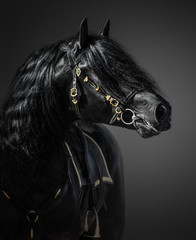 Pura Spanish Horse in portuguese baroque bridle on dark background. - obrazy, fototapety, plakaty