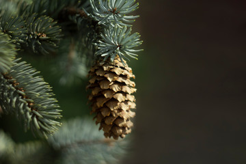 Christmas tree with pinecone