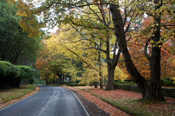 Fototapeta na wymiar Beautiful Fall Trees With Road Drive Forrest