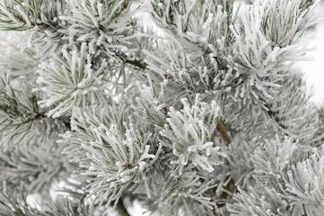 Pine branches in the snow, close-up. The coming of winter. Christmas and New Year. Background in blur.