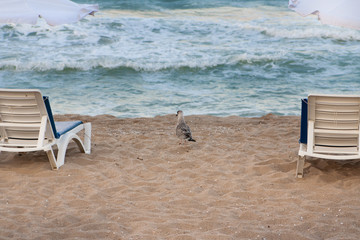 Fototapeta na wymiar Seagull on the beach between two lounges