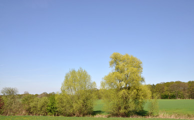 Bäume auf einem Feld