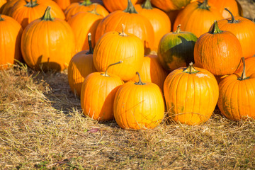 orange pumpkins, autumn harvest