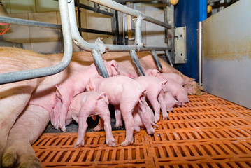 Konventionelle Schweinehaltung -  kleine Ferkel saugen am Euter ihrer Muttersau