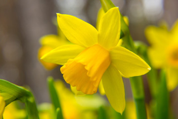 Beautiful yellow narcissus closeup