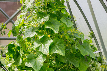 young cucumber hanging on tree in the greenhouse