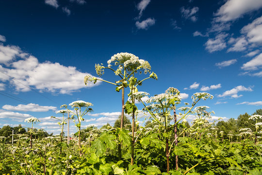 Heracleum Sosnowskyi on blue sky background. All parts of Heracleum Sosnowskyi contain the intense toxic allergen furanocoumarin.