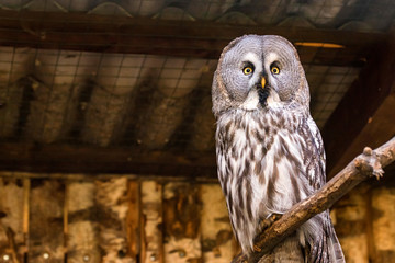 Great Grey Owl or Strix nebulosa on branch close