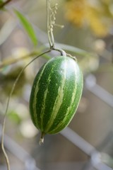 Japanese snake gourd fruit
