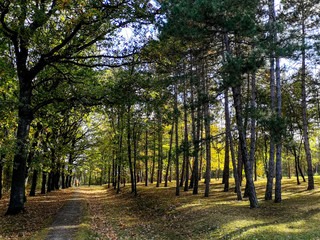 Forest in autumn, sunny day. Sumarice near the Kragujevac, Serbia.