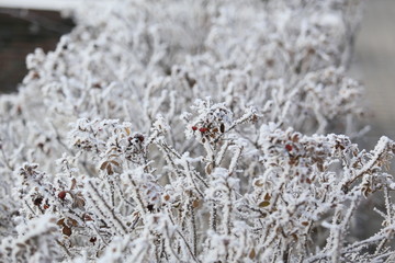 snow-covered rose shrub