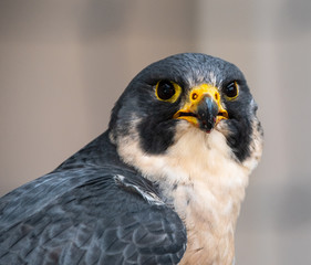 Peregrine Falcon Portrait