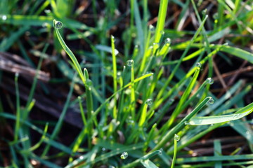 drops