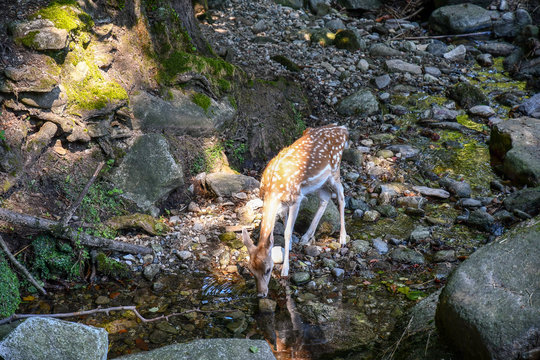 Giovane daino che si abbevera in un ruscello in una foresta, Villa Pallavicino, Stresa, Lago Maggiore, Piemonte