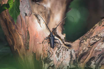 Great capricorn beetle standing still