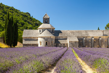 Abbaye de Senanque with blooming lavender field, Provence, France