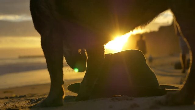Golden hour sunset on a beach in Montecito, California with a cute small dog running up to its owners hat in the sand as she approaches with a Labrador in silhouette.