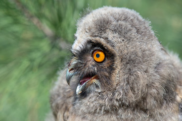 Kulaklı orman baykuşu » Long-eared Owl » Asio otus