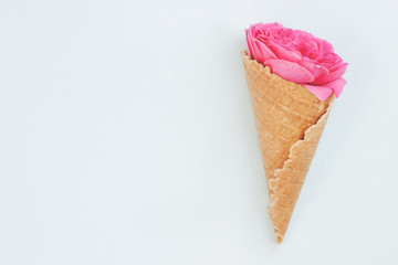 Beautiful pink rose flower on pink background with copy space
