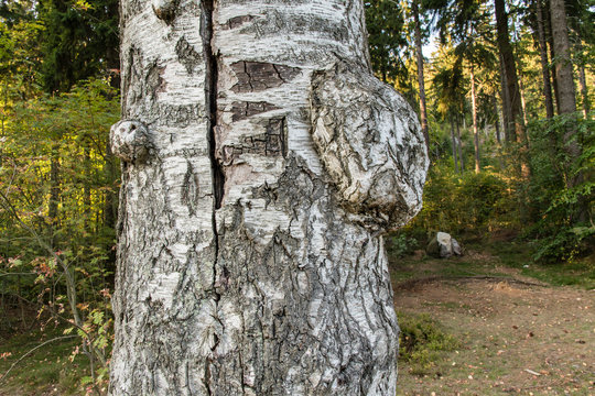 Hump on pine tree trunk.