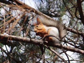 Squirrel in autumn