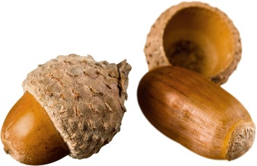 Brown Acorns and One Released from the Cap - Isolated