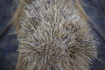 Closeup of rice stalks trying in traditional Japanese method