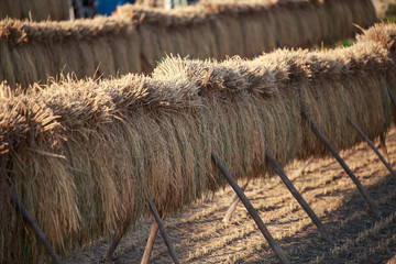 Fototapeta na wymiar Wooden stakes hold up bundles of rice drying in sunshine