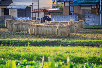 Bundles of rice from fall harvest drying in small backyard farm in rural Japan