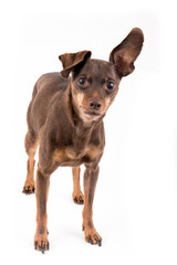 Pinscher dog isolated over white background