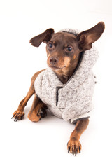 Pinscher dog isolated over white background