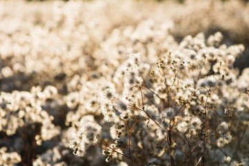 White dry flowers blossom in sun light