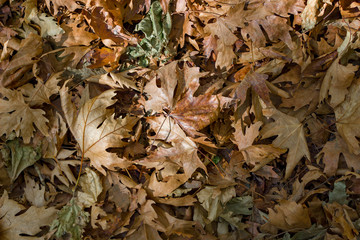 dried autumn leaves background. .top view of mixed form.
