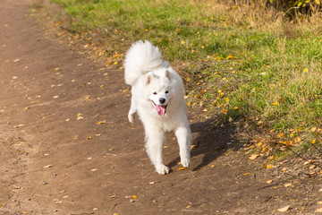 Portrait of white running Samoyed dog on a background of trailway