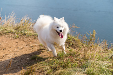 Portrait of white running Samoyed dog on a background of river and hills