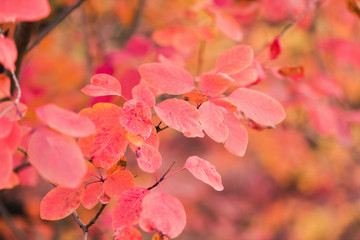Fototapeta na wymiar Amazing red autumn leaves on tree close up