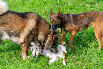  Young energetic beagle walks in the meadow. Pets on the run, dogs play with each other. Correct good behavior