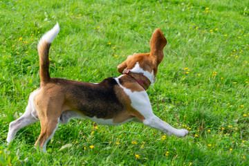  Young energetic beagle walks in the meadow. Pets on the run, dogs play with each other. Correct good behavior