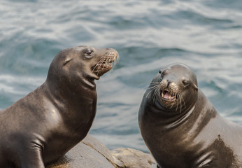 Two Sea Lions Sitting at the Coast in La Jolla, California