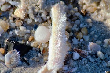 Sylt Muschel frost