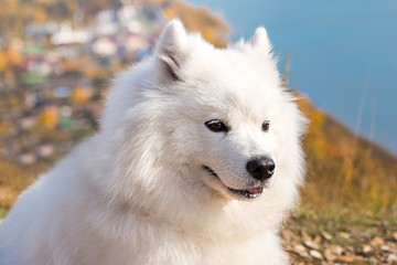 Portrait of white Samoyed dog on a background of river and hills