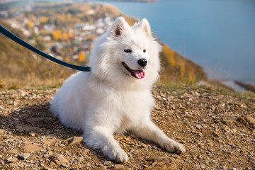 Portrait of white Samoyed dog on a background of river and hills