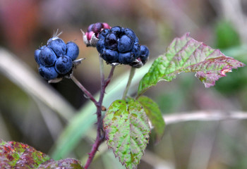 On the bush berries are black wildebeest