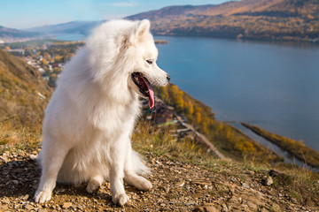 Portrait of white Samoyed dog on a background of river and hills