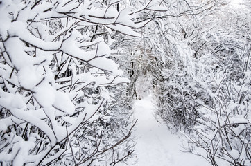 tunnel, trail in the winter forest, trees covered in snow, selective focus. Christmas Holidays Background