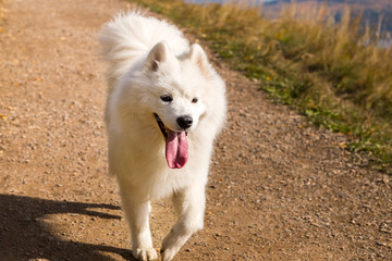 Portrait of white running Samoyed dog on a background of path