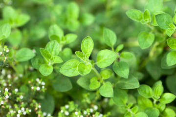 Thyme and oregano herbs, herb garden