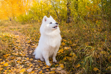 Naklejka na ściany i meble Portrait of white Samoyed dog on a background of autumn foliage